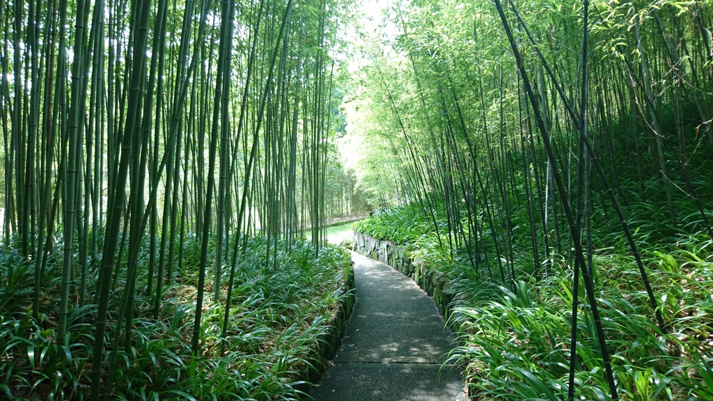 竹並木の小路。