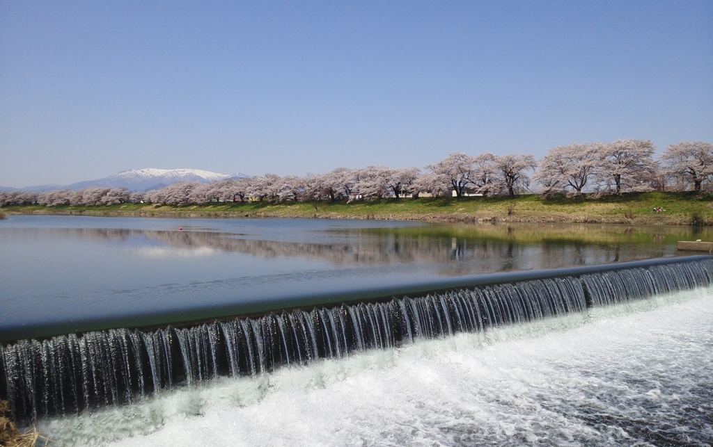 白石桜一目千本堤 その二