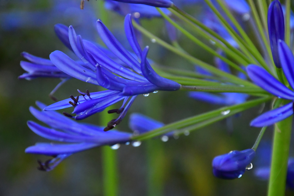 雨後の情。