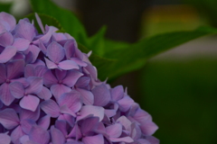 紫陽花。