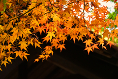 名古屋の秋。