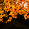名古屋の秋。