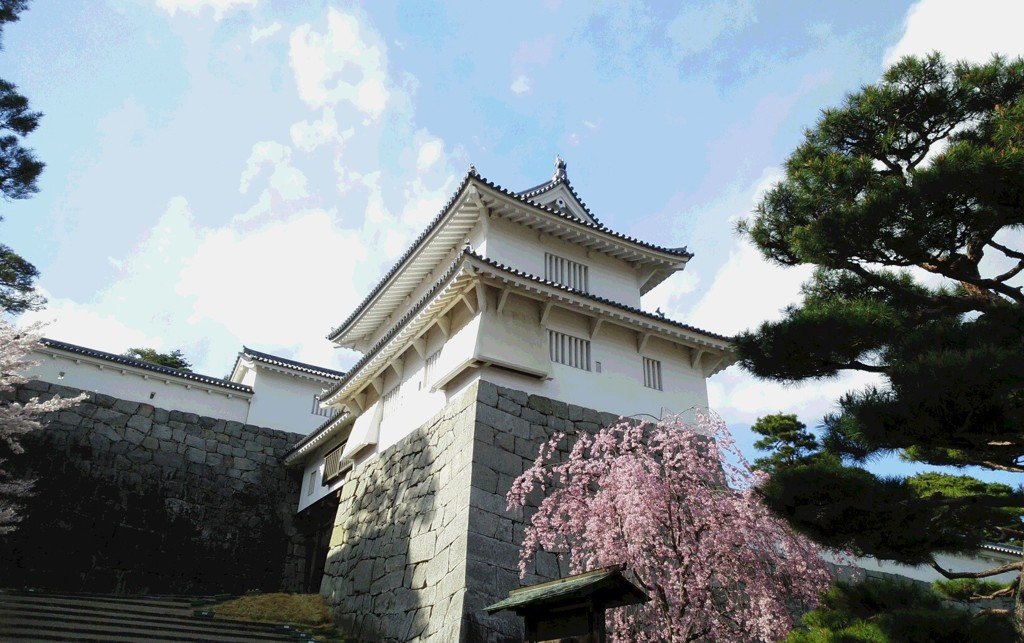 二本松の桜。