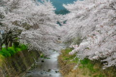 桜浪漫。