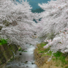 桜浪漫。