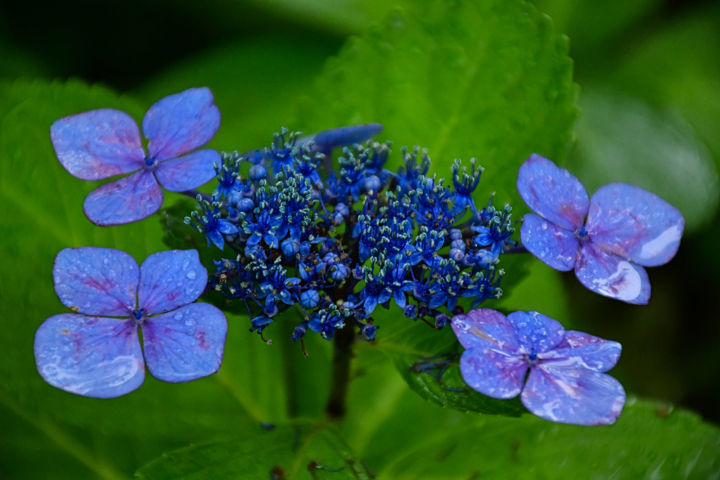 6月の花。