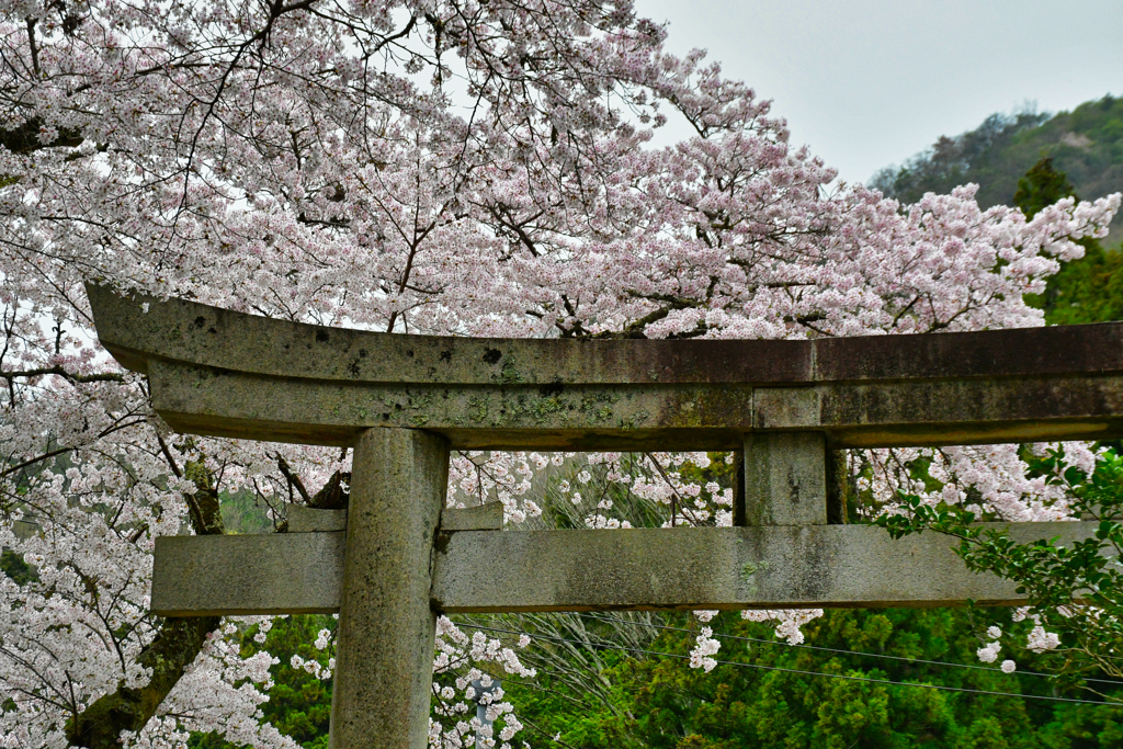 日本の春。