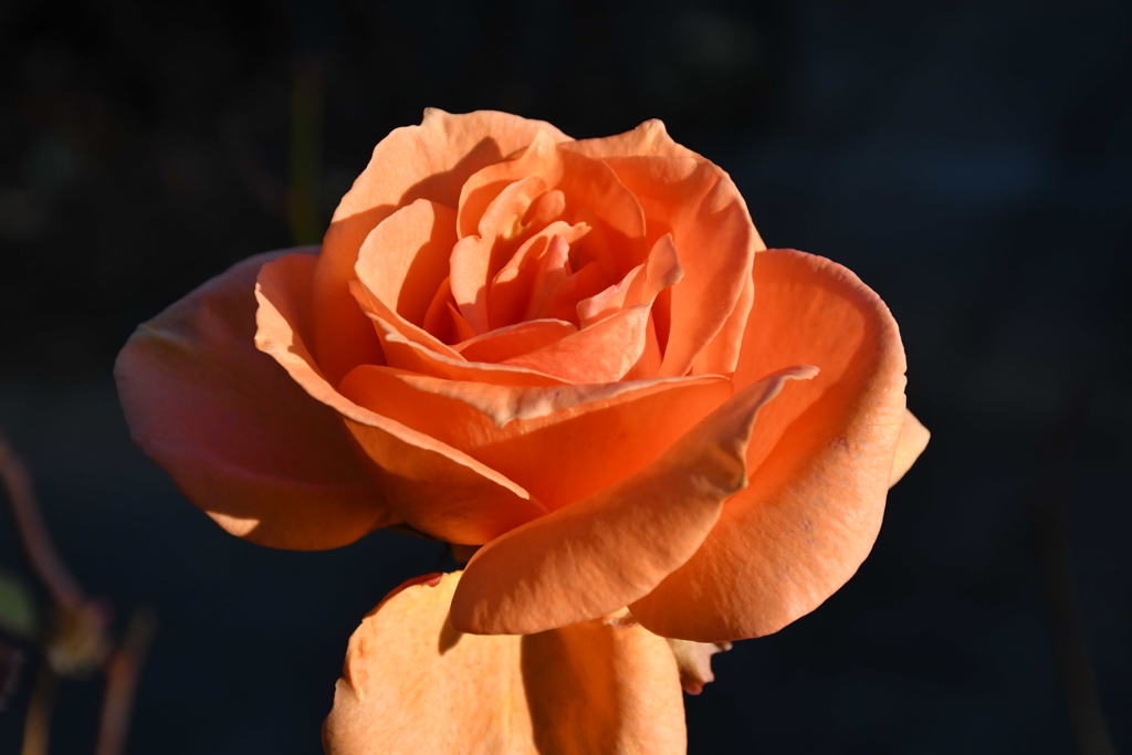 朝日と薔薇。