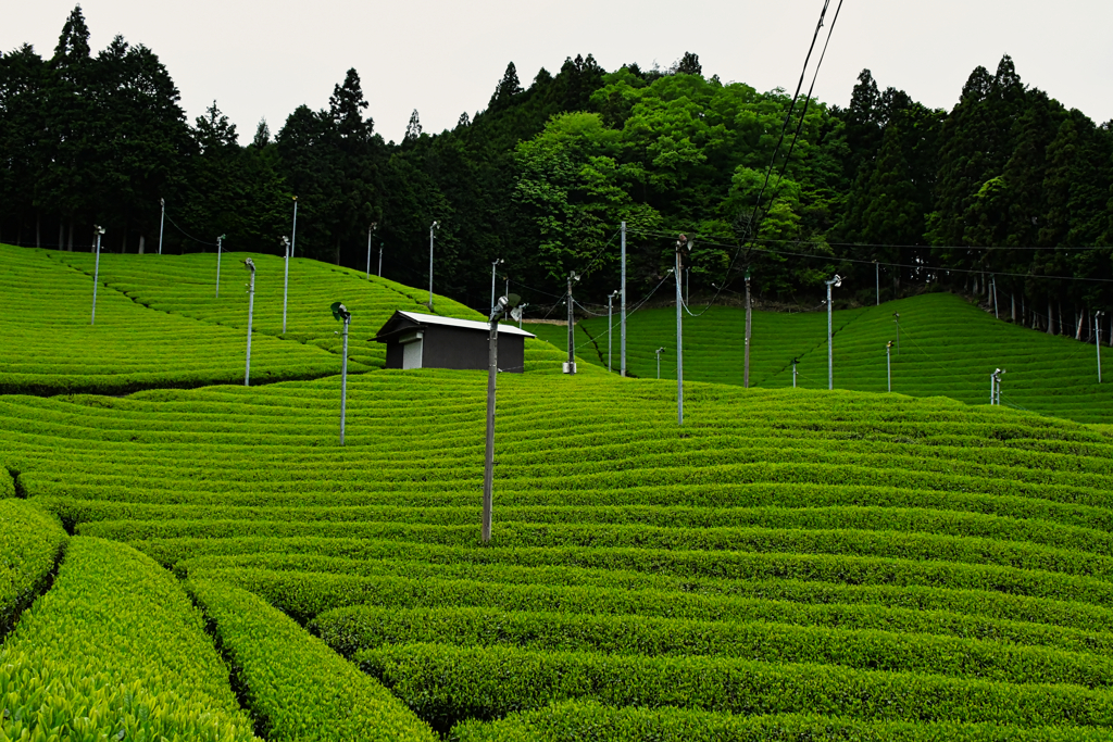 茶畑。
