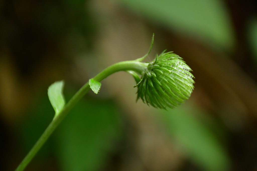 花？