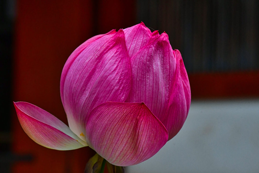 花咲く頃に。
