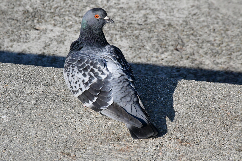 見返り土鳩。