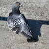 見返り土鳩。
