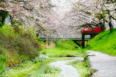 追憶の桜。