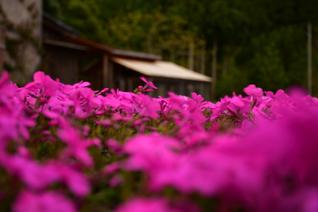 芝桜から。