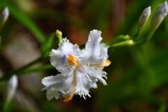 路傍の花。