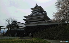 山形の桜。