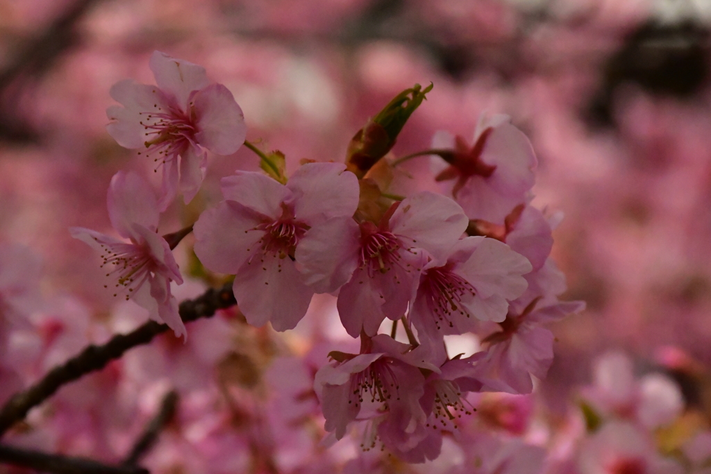 桜浪漫。