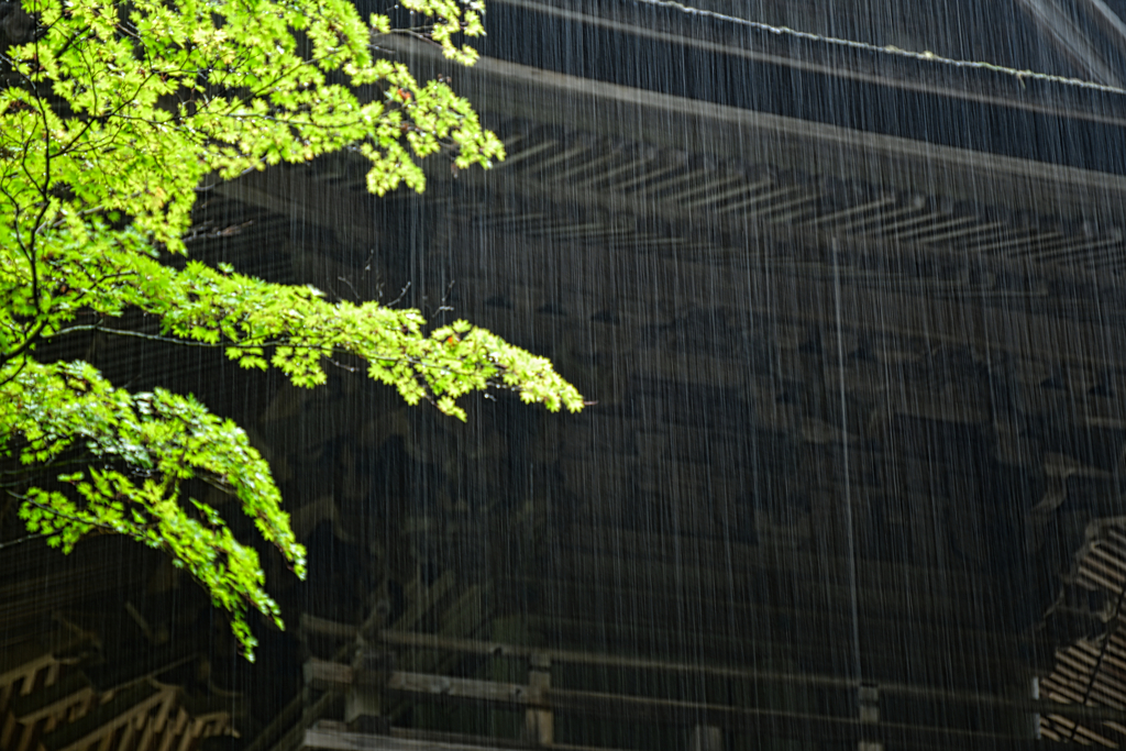 驟雨。