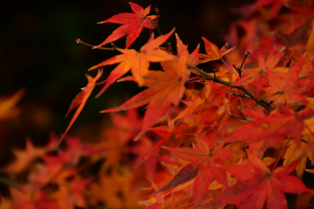 紅葉祭り。