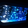 海月水槽。