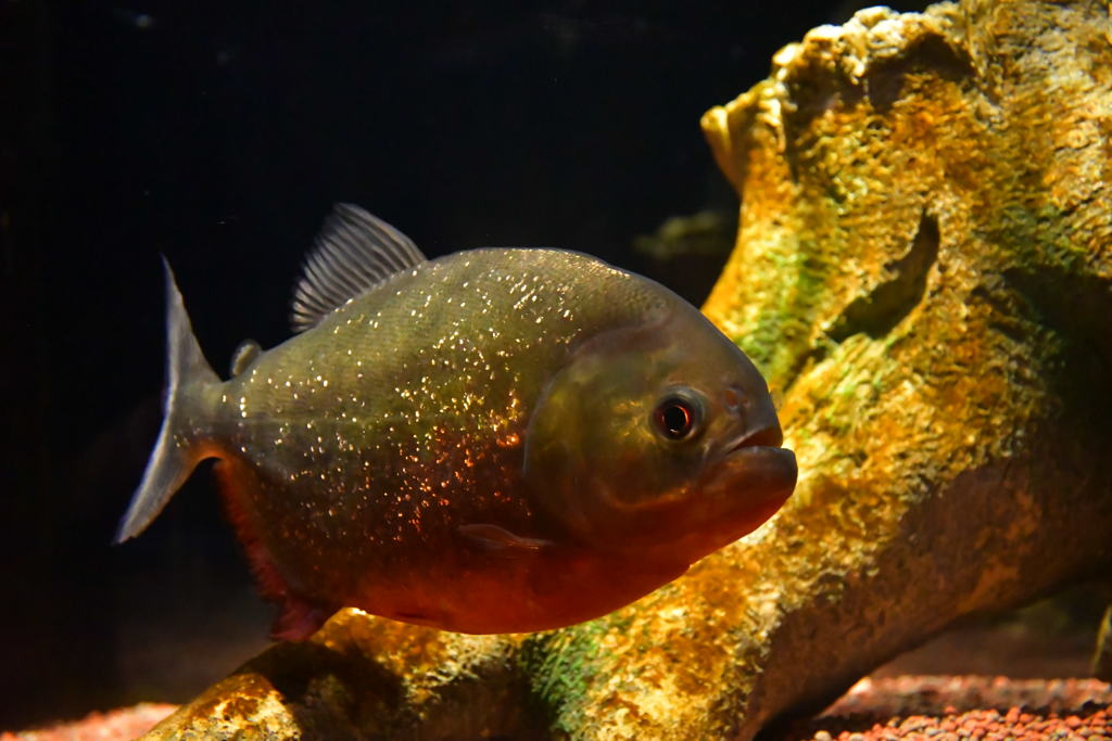 この魚、危険につき・・・。