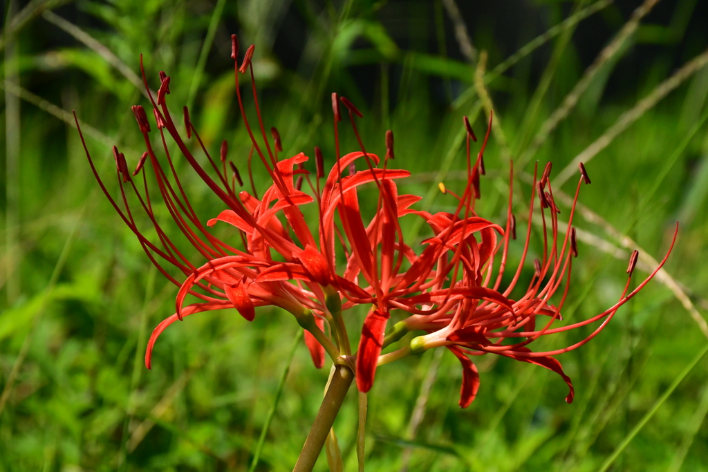 紅ひ華。