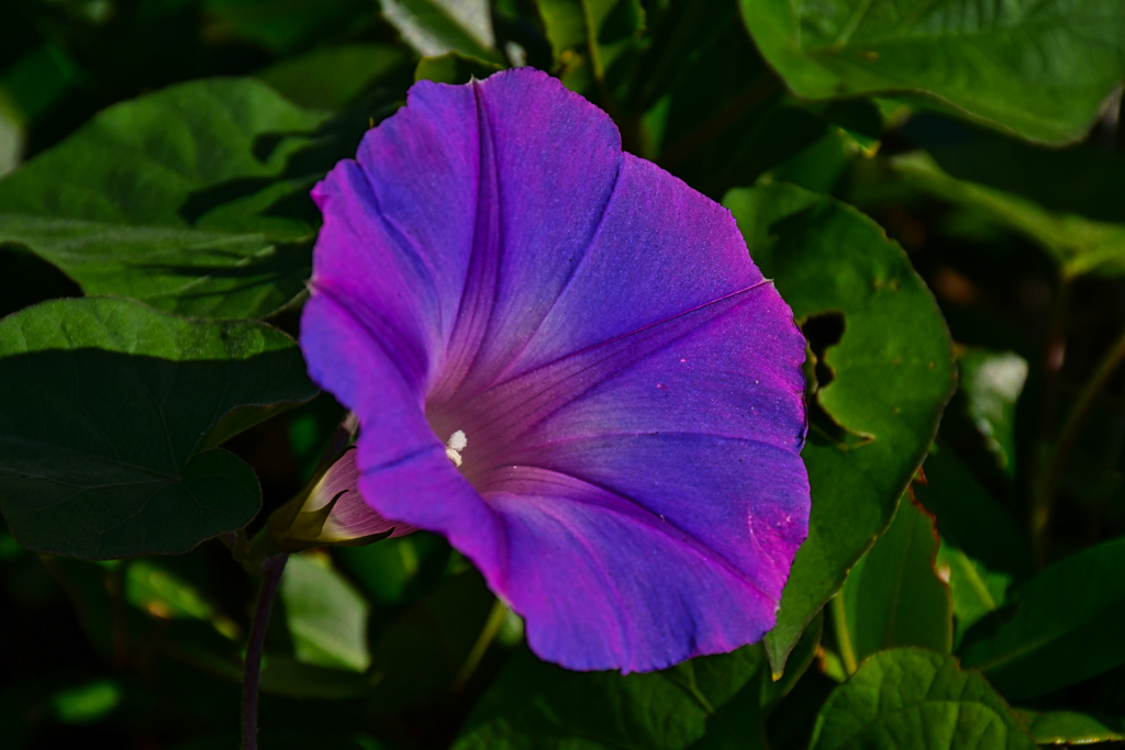 路傍の花に。