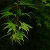 眼に青葉。