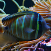 或る魚。