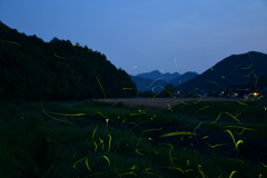 Fireflies.