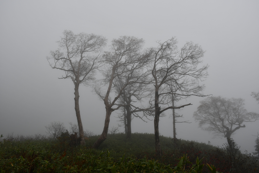 霧の樹林。