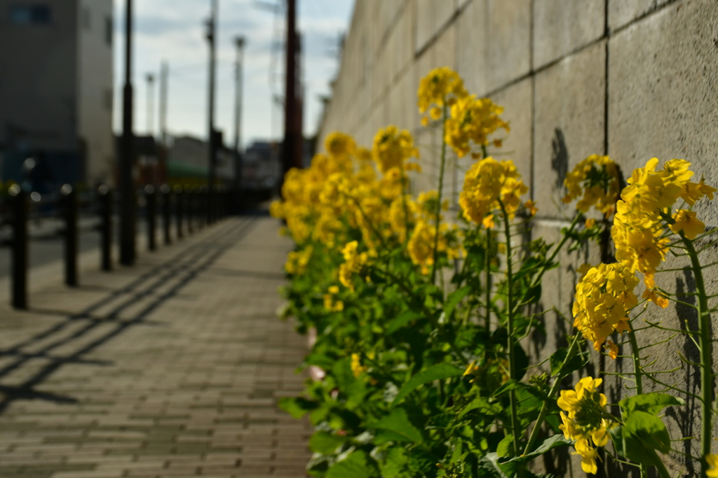 菜の花の路。