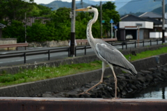 橋上の麗人。