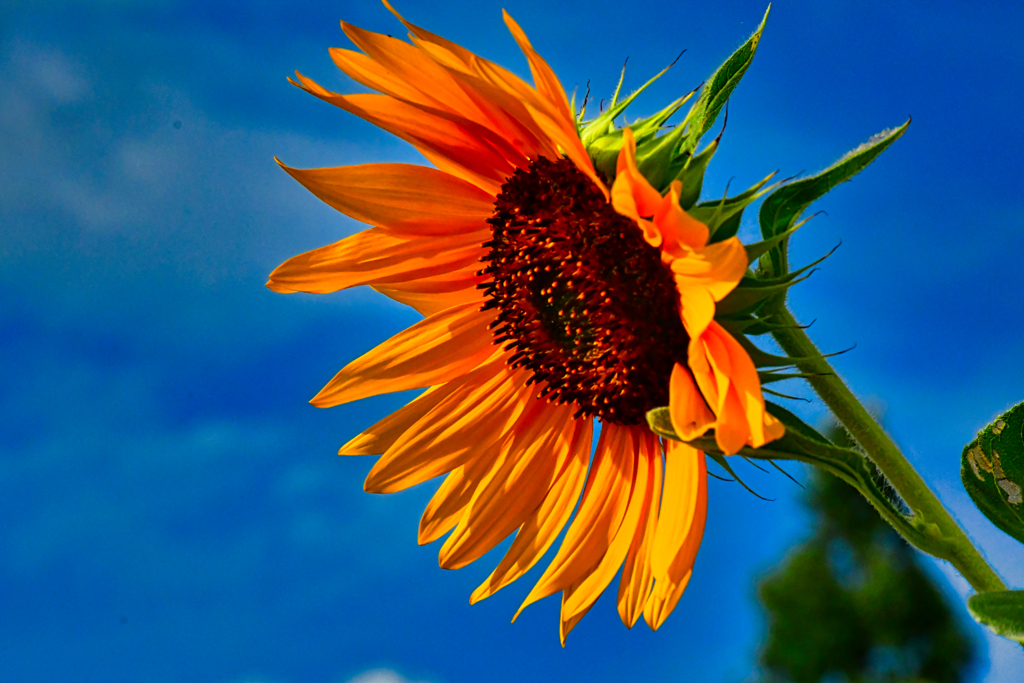 ひまわりの約束。