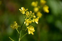 菜の花の記憶。