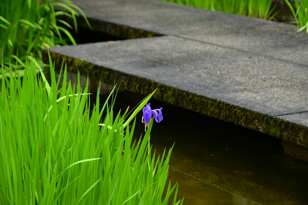 芭蕉を訪ねて。