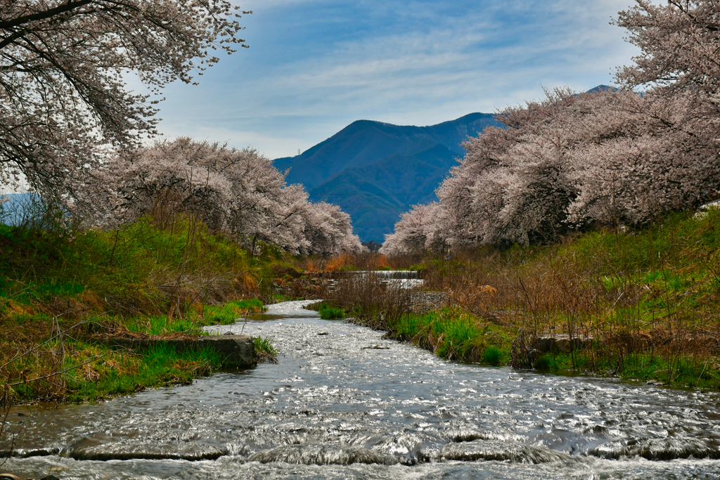 桜浪漫。