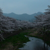 桜を追いかけた一日 丹波編。
