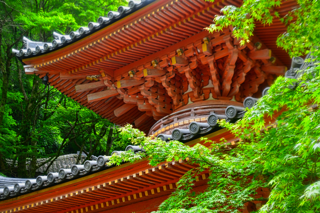 6月の頃。