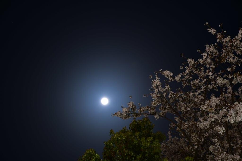 月と桜。