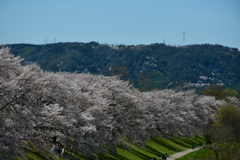 桜の壁。