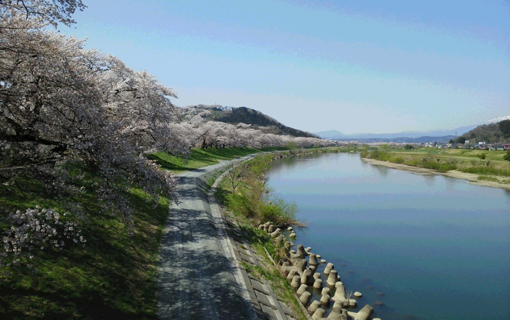 桜堤は延々と…(*^^*)