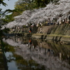 桜を追いかけた一日 西宮編。