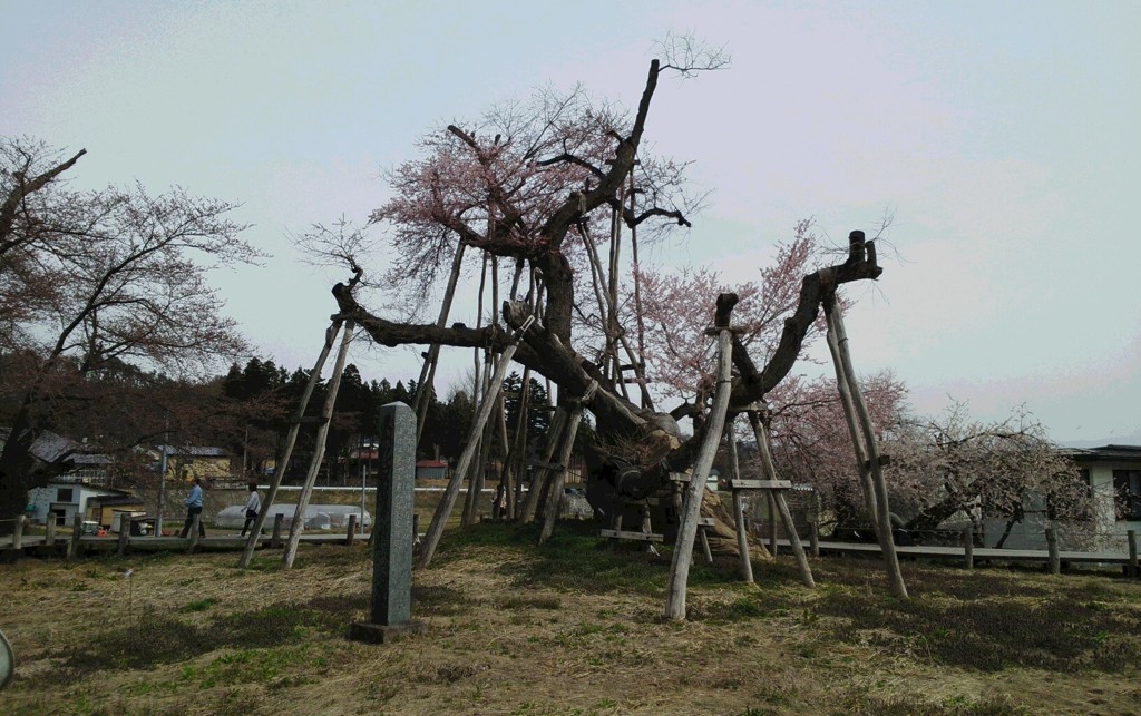 伊佐沢の久保桜。