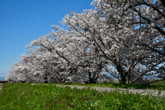 防賀川の桜。