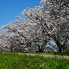 防賀川の桜。
