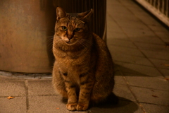 待ち猫。