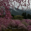 曇天模様。