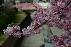 淀の桜。